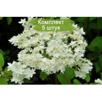 Комплект 5шт / Гортензия Хейс Старбёрст (Hayes Starburst) (древовидная)